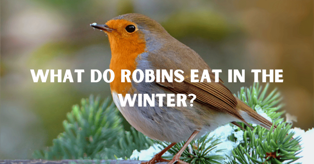 What Do Robins Eat In The Winter