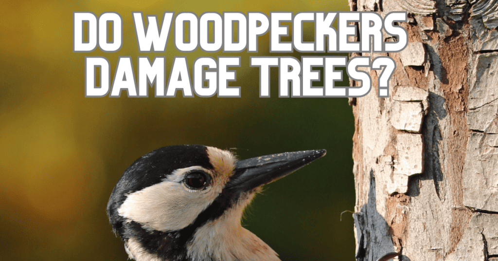 do woodpeckers damage trees