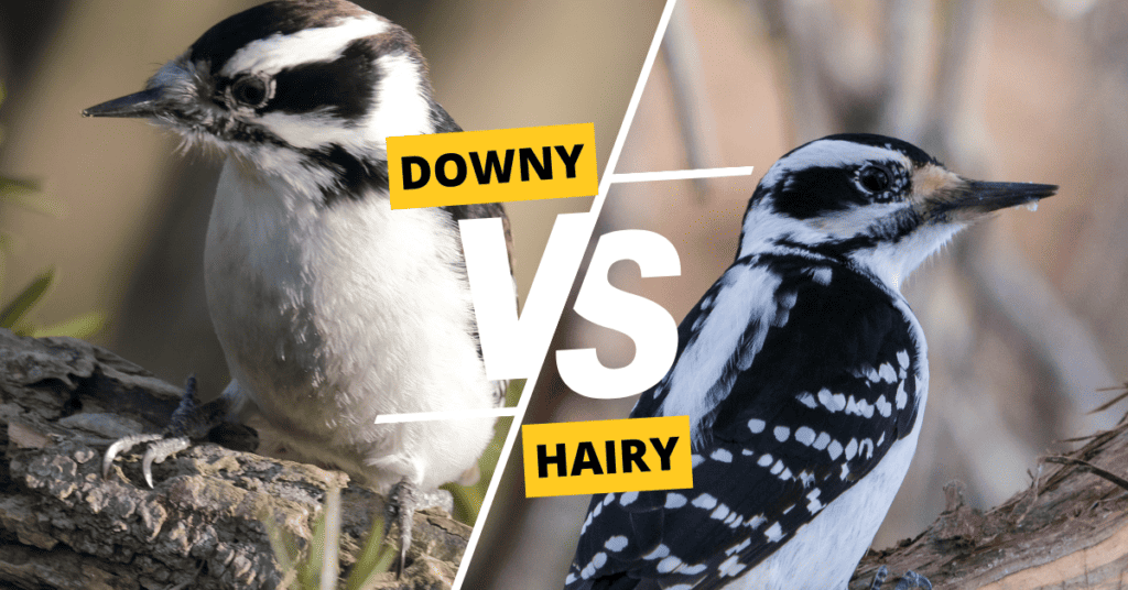Downy vs Hairy Woodpecker