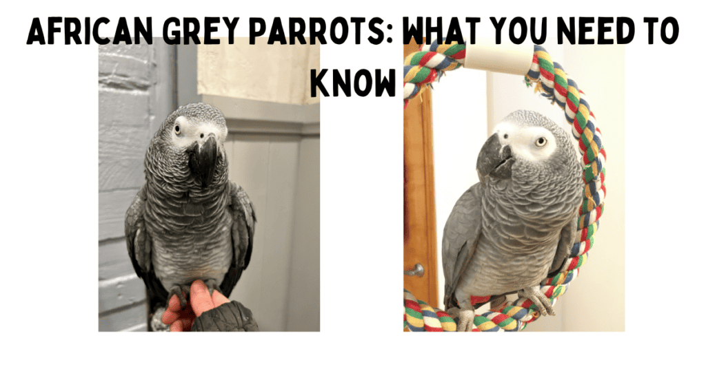 African Grey Parrots_ what you need to know