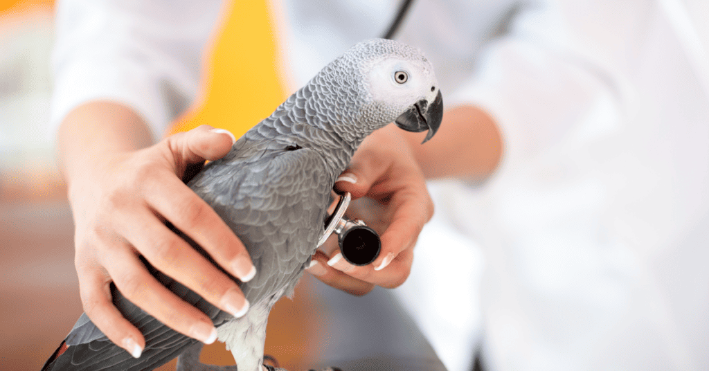 African Grey Parrot at the vet