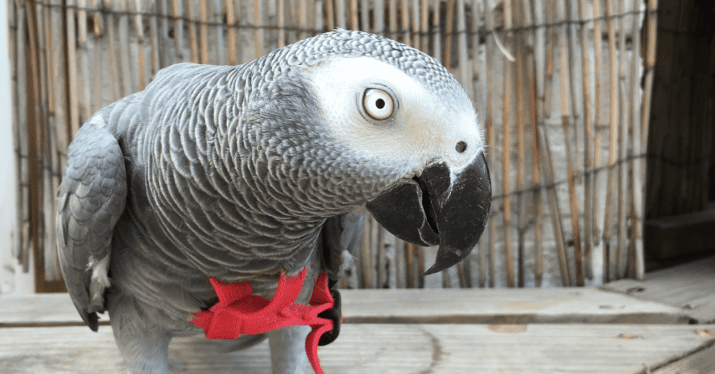 African grey Parrots 101_ how to care for these birds
