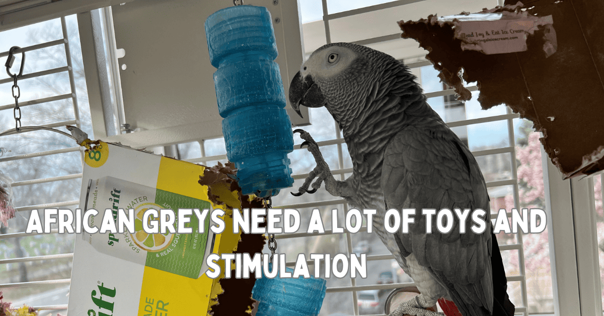 Neuroanatomical Specializations African Grey Parrots Reference: African Grey Parrots Ultimate Guide To Care Understanding