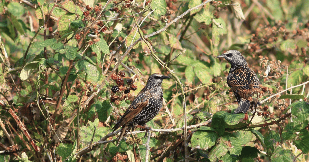 how to attract starlings with bushes