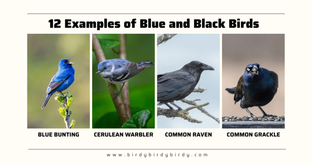 Examples of Blue and Black Birds