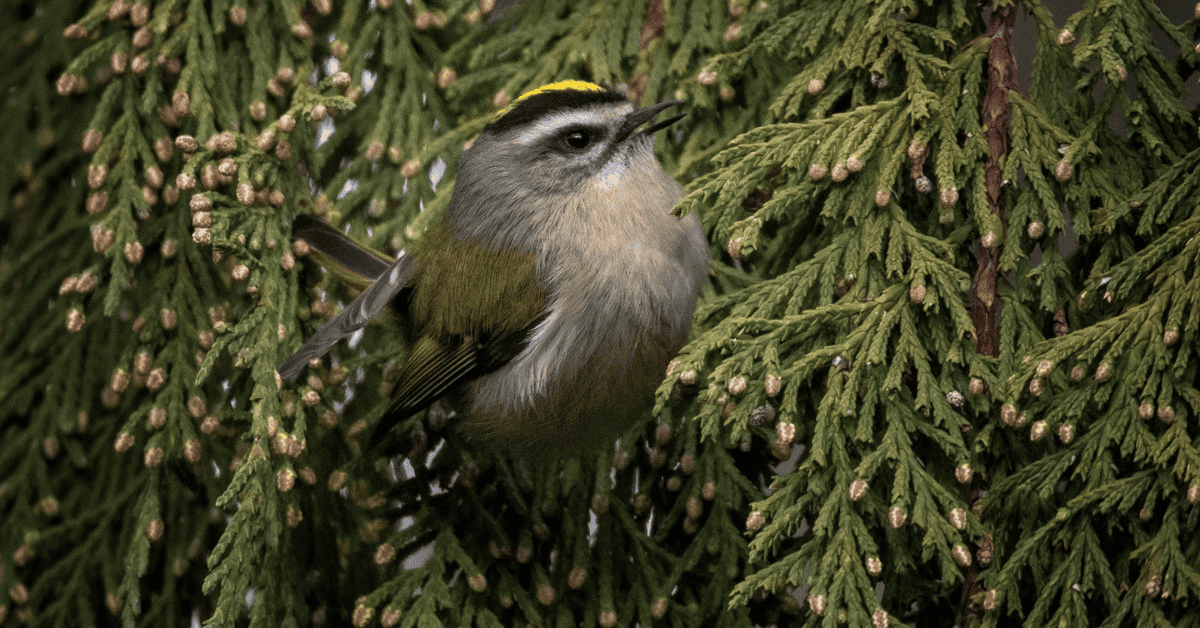 Eastern King Let What is a Golden Crowned Kinglet? A Quick Guide on this Bird!