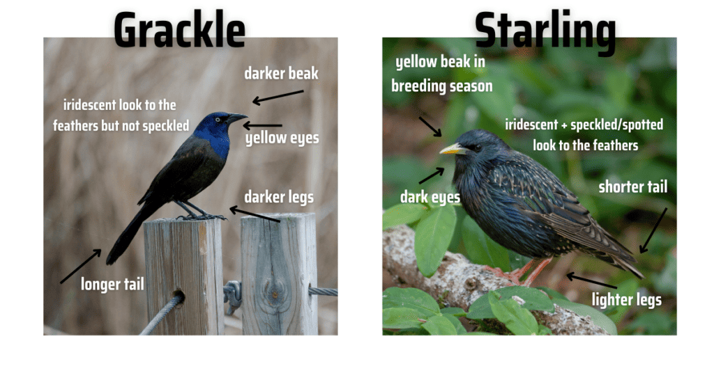 Grackle vs Starling - Differences