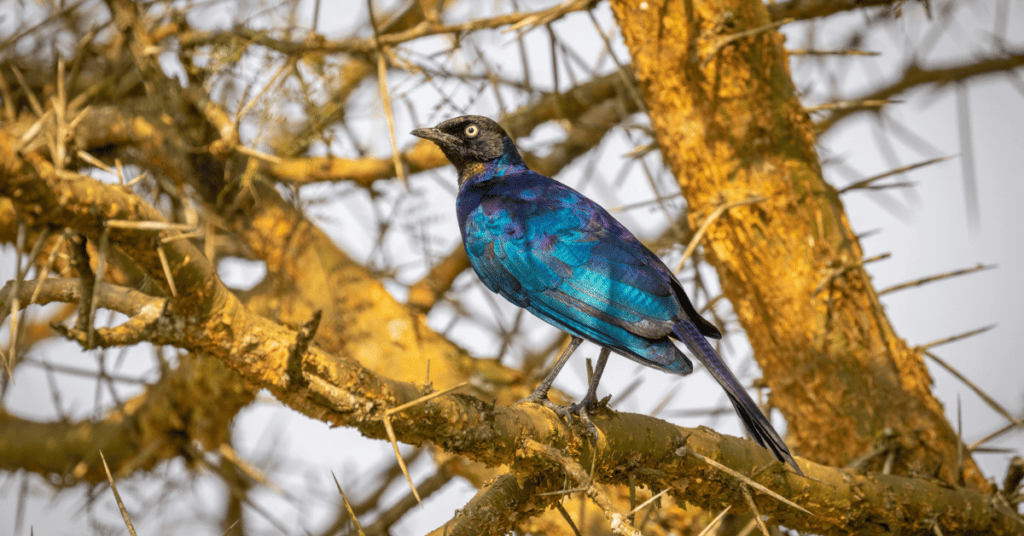 Long-tailed Glossy Starling - blue bird with a black head