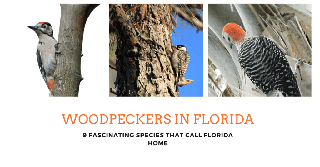 Woodpeckers in Florida