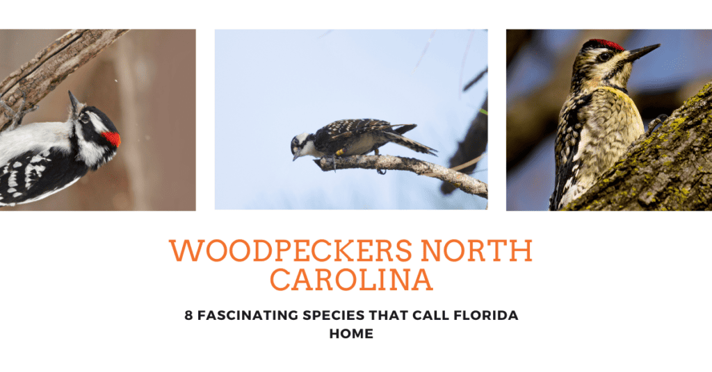 Woodpeckers in NC