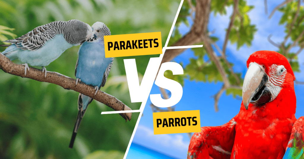 parrots vs parakeets - Differences
