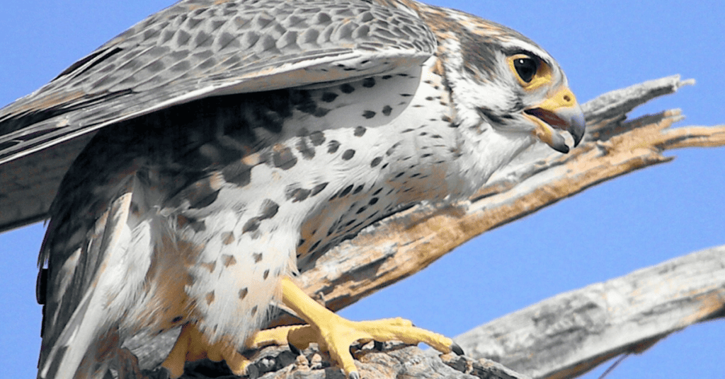 Gray Hawks - Arizona birds of prey