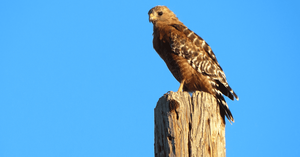 How to Attract Hawks Actionable Tips