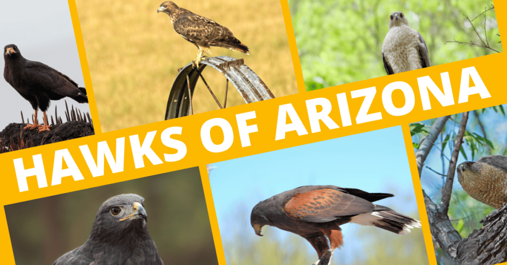 Hawks of Arizona