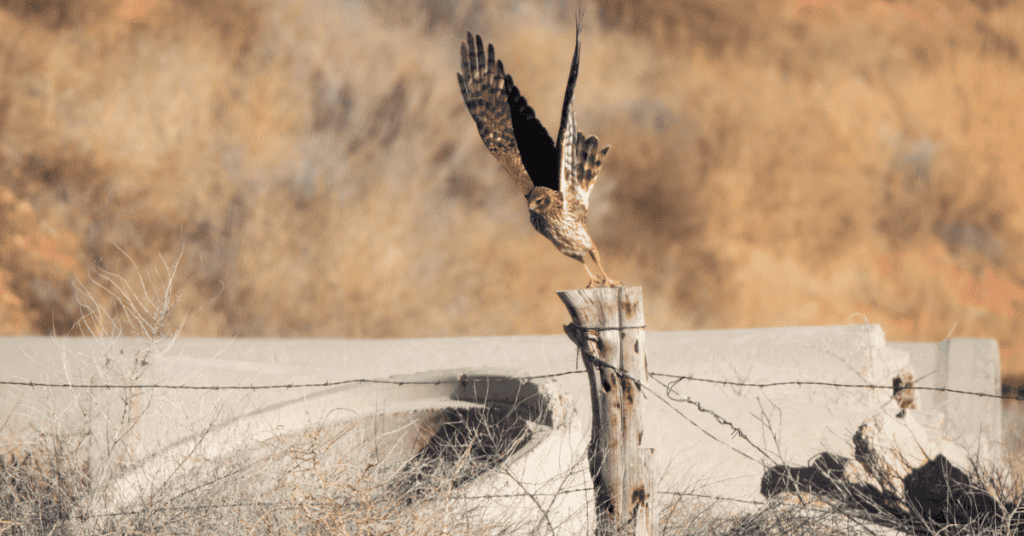 Northern Harrier - Arizona birds of prey
