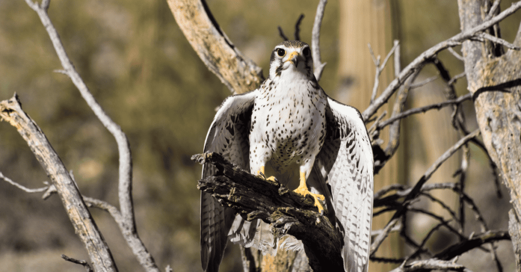 Peregrine Falcons - Arizona birds of prey