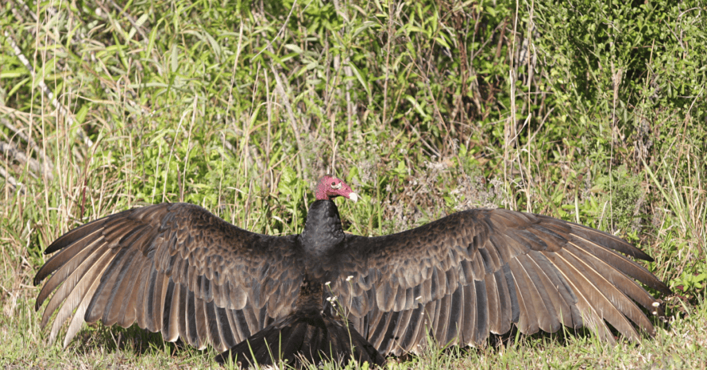 Turkey Vultures - Arizona birds of prey