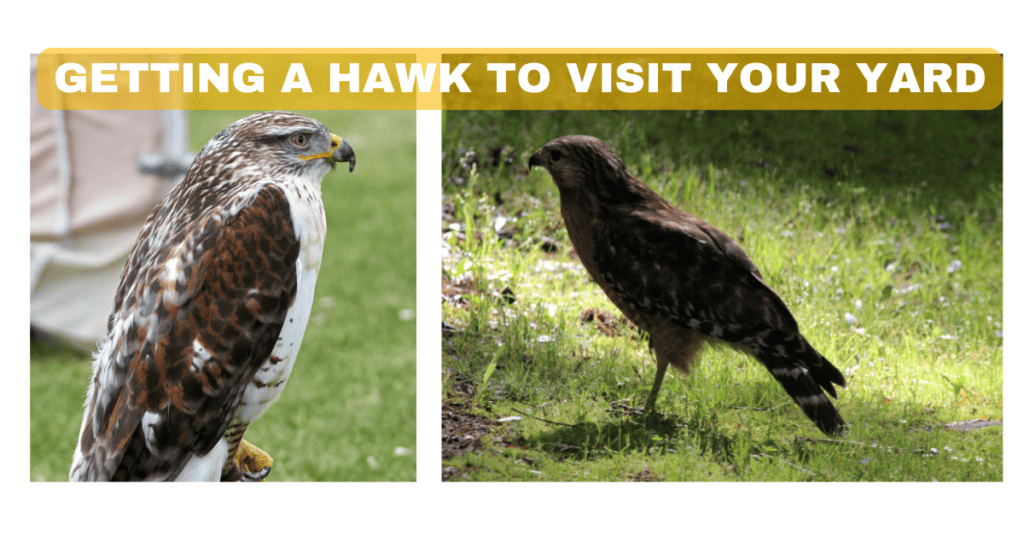 getting a hawk to visit your yard