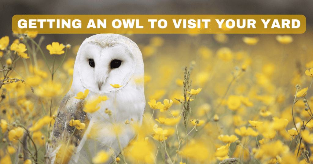 getting an owl to visit your yard