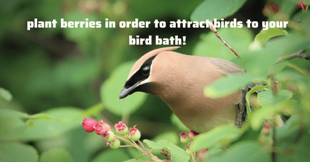 plant berry bushes to attract cedar waxwings