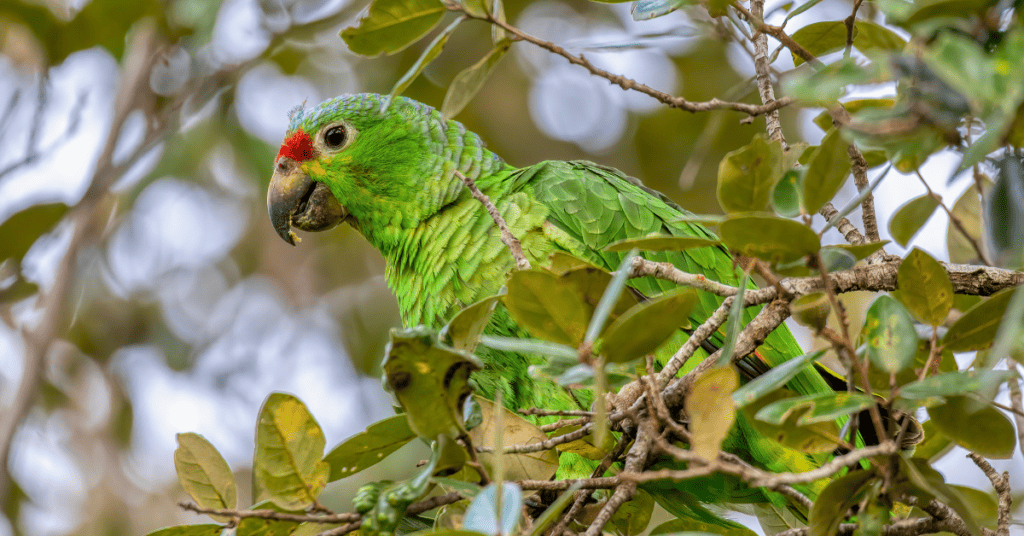 Amazon Parrots - birds that can talk