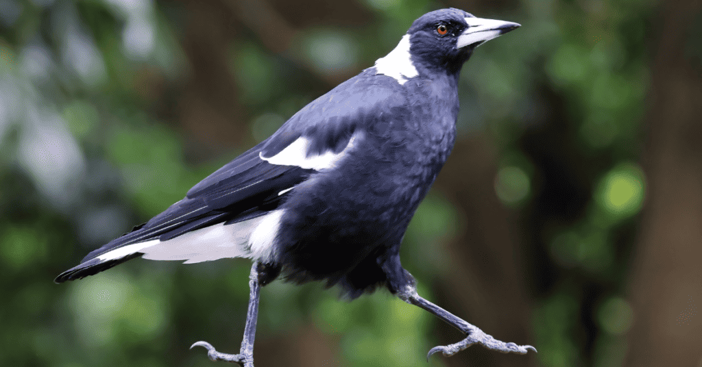 Australian Magpies - birds that can talk