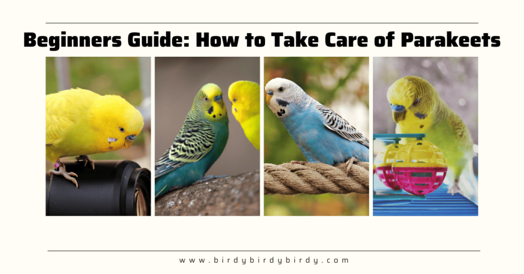 Beginners Guide on How to Take Care of Parakeets