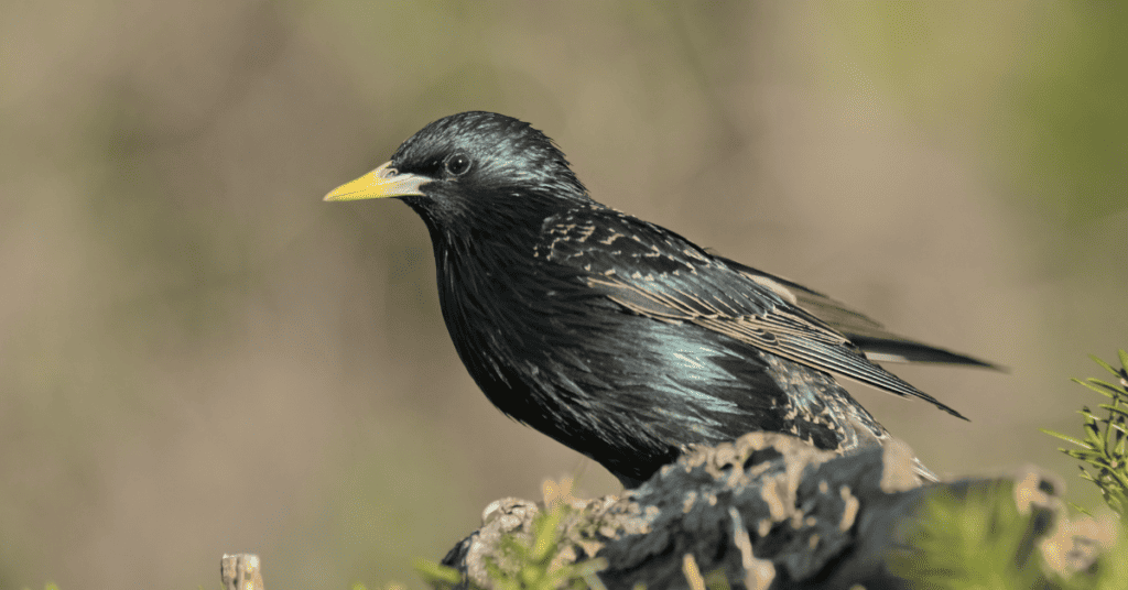 Common Starling is a black bird with a yellow beak