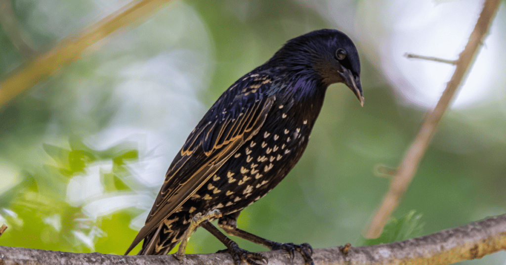 European Starling - birds that can talk