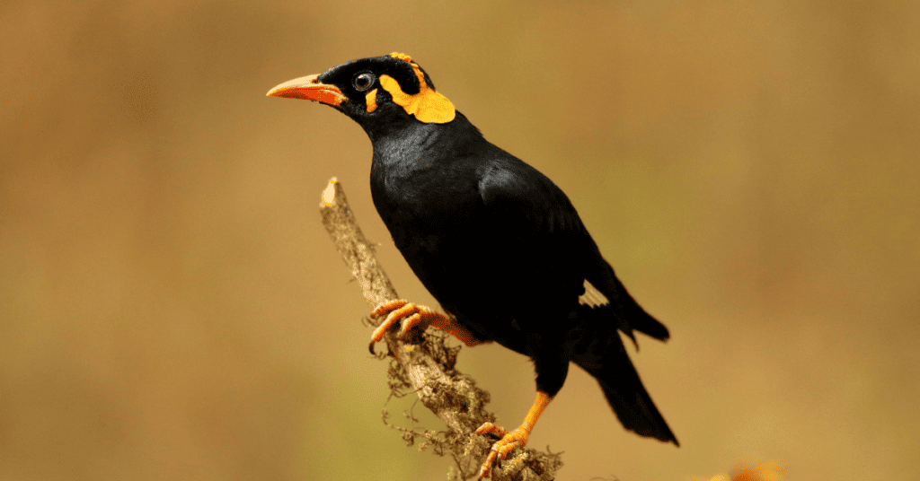 Hill Myna - a talking bird with a yellow beak