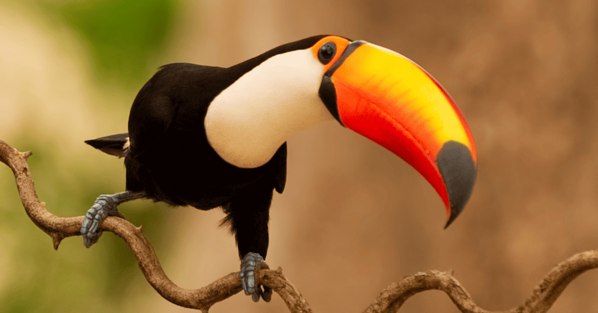 10 Examples of Black Birds with Yellow Beaks: A Quick Guide