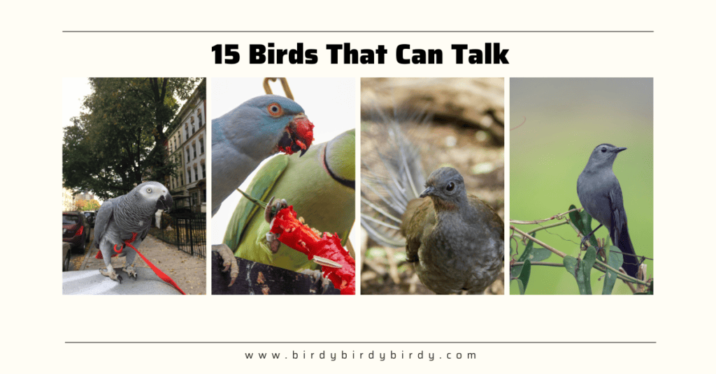birds that can talk