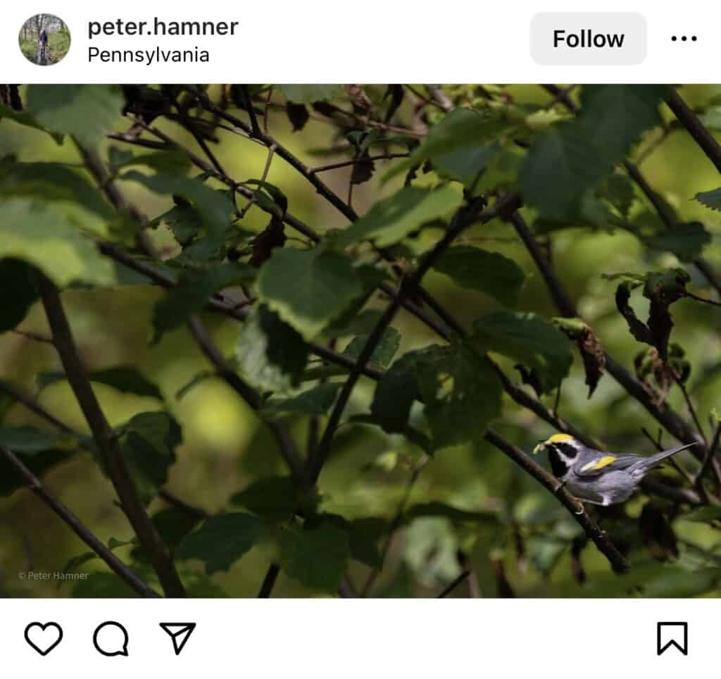 golden winged warbler in the thicket