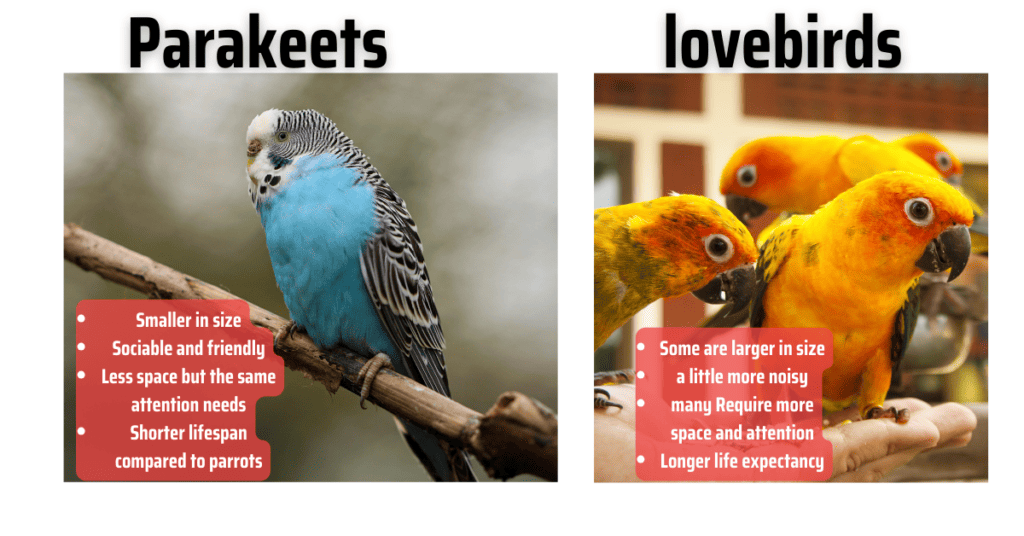 parakeets vs lovebirds - Differences
