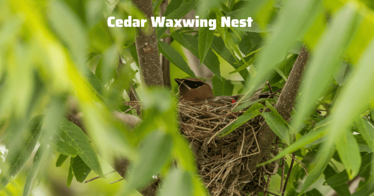 10 Ideas For How To Attract Cedar Waxwings With Berries 