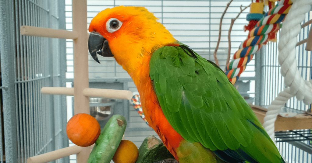 Jenday conure in a cage with toys