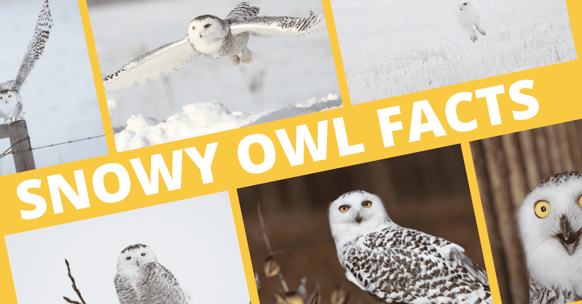 Cool Snowy Owl Facts (Insights into their Diet and Habitat)