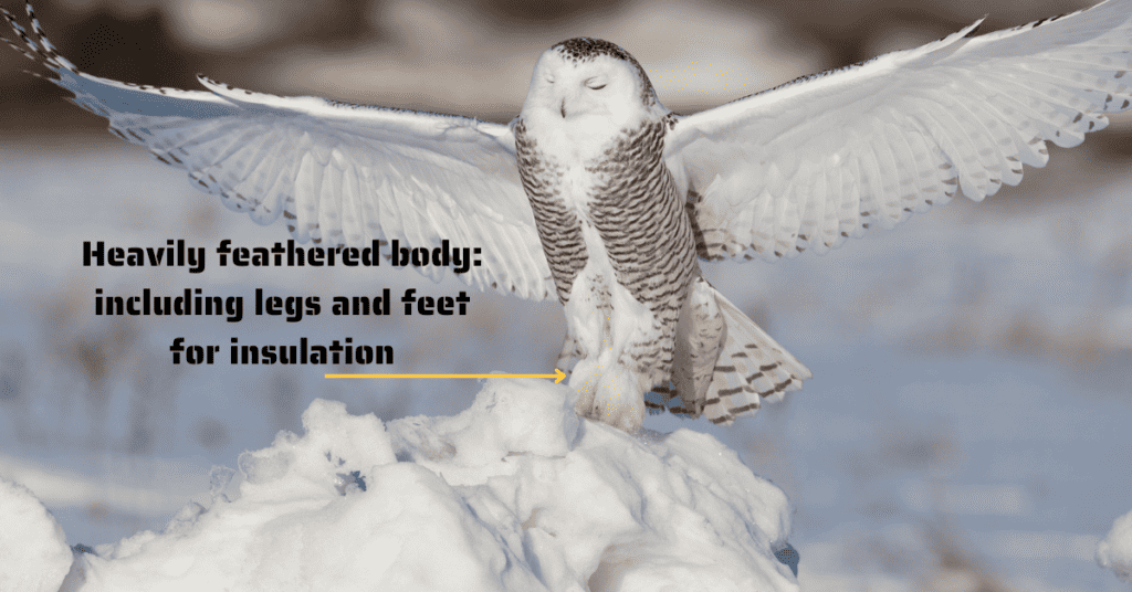 snowy owl has thick feathers on the legs