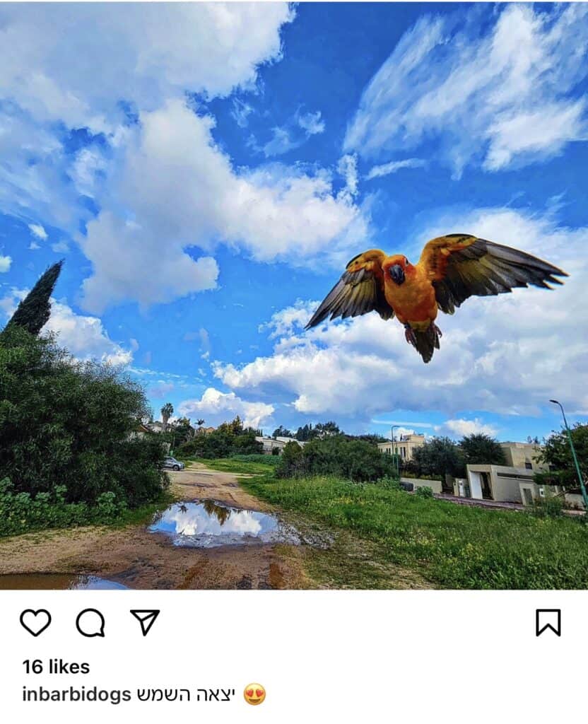 sun conure flying in the wild