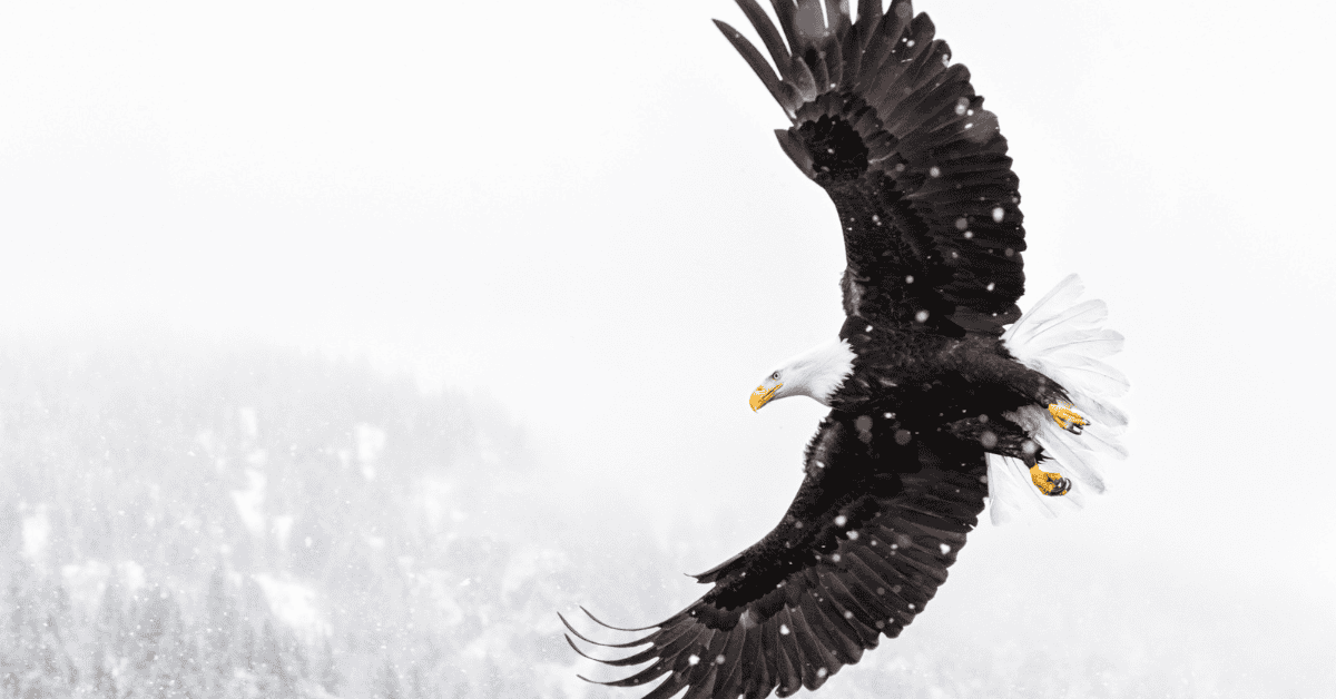 Beyond the Beak: Inside the Incredible Life of Bald Eagles