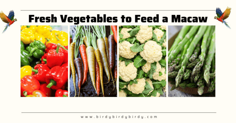 Image showcasing Complete Macaw Parrot Diet Guide: Ideas for Feeding