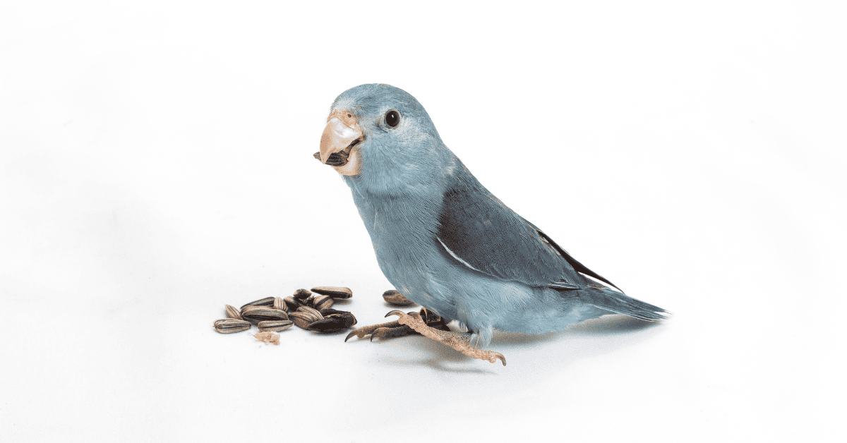 Beyond Seeds: Revolutionizing Your Budgie's Diet for Optimal Health - Optimal Nutrition For Budgie Mental Health