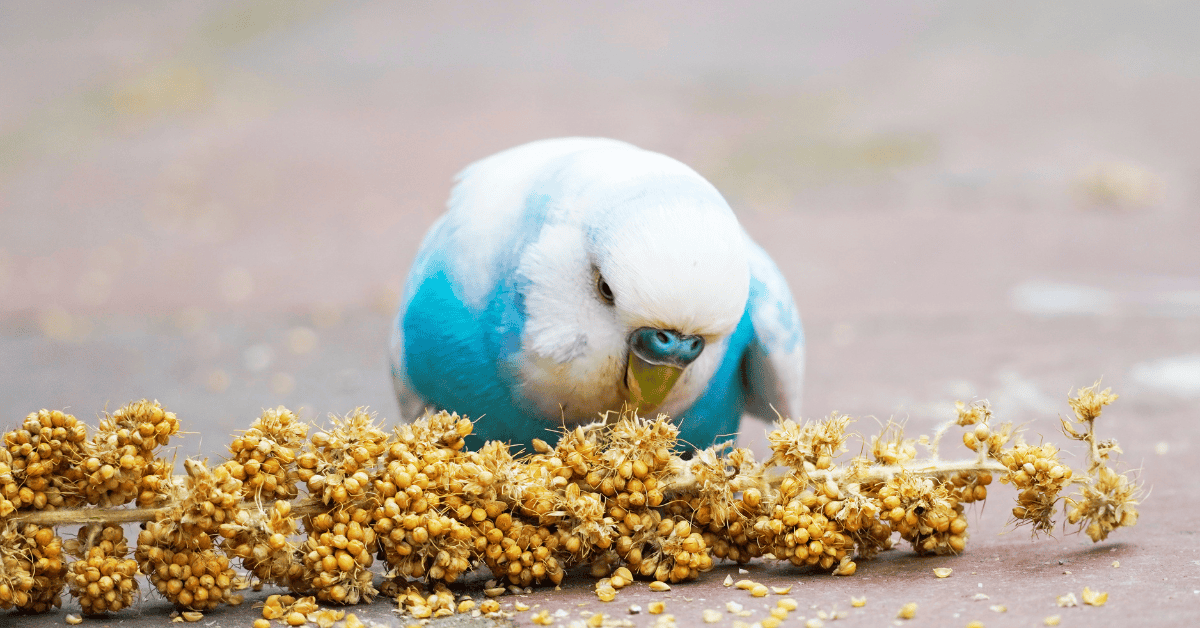 Beyond Seeds: Revolutionizing Your Budgie's Diet for Optimal Health