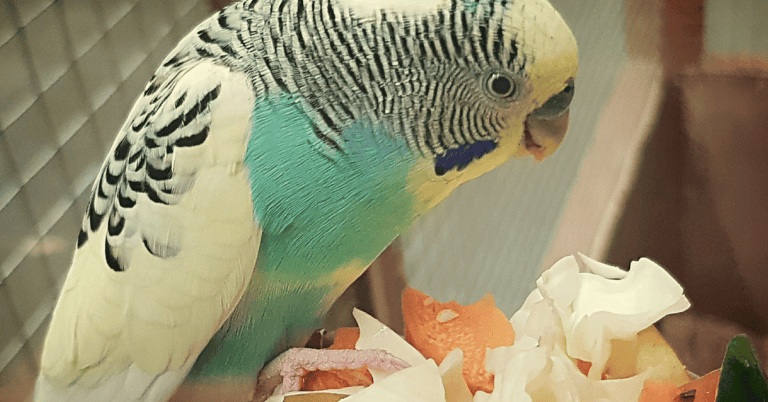 Beyond Seeds: Revolutionizing Your Budgie's Diet for Optimal Health - Optimal Nutrition For Budgie Mental Health
