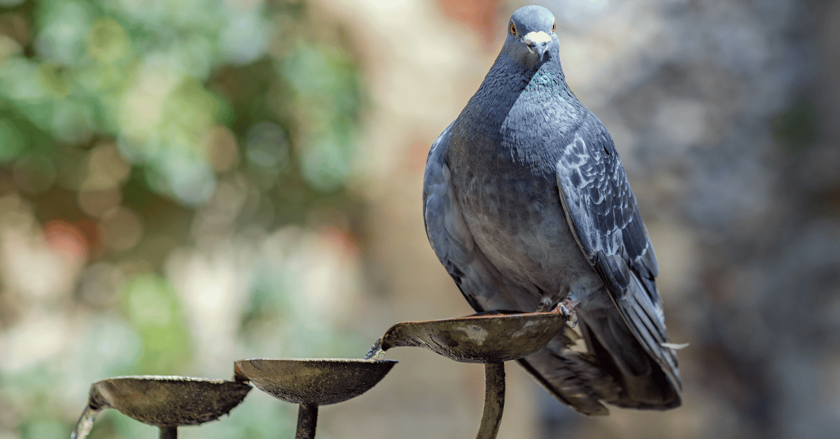 Image showcasing Create a Perfect Bird Garden: Turn Your Backyard into a Sanctuary