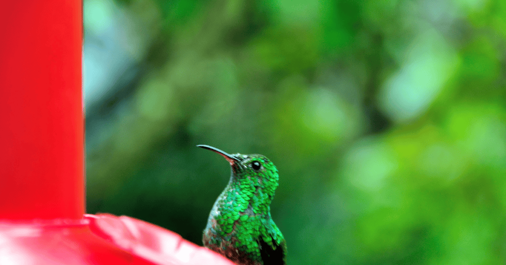 closeup of hummingbird sitting at feeder