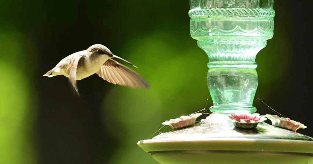 hummingbird approaching feeder