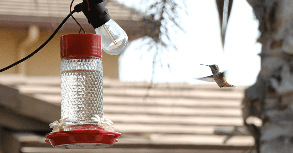 hummingbird flying up to feeder
