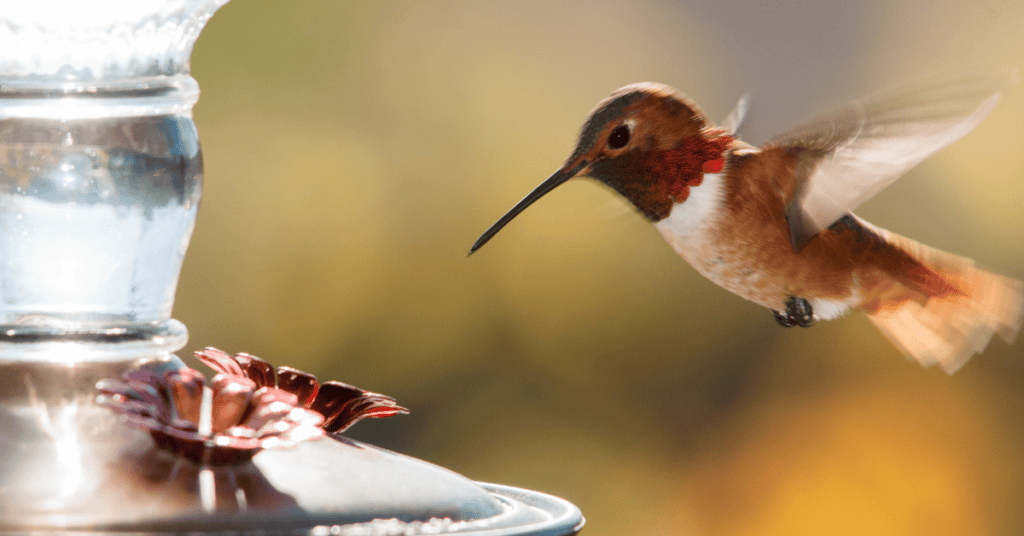 hummingbird hovering approaching feeder