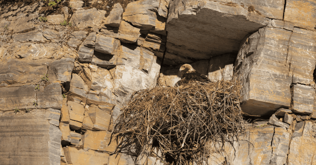 Golden Eagle nest